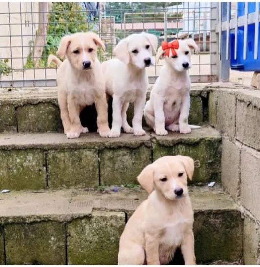 4cuccioli salvati dall esondazione.SOS CALABRIA Foto 5